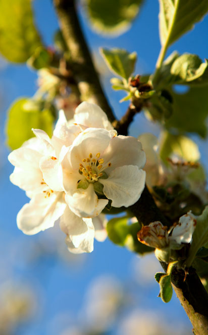 Detail of an apple blossom in the spring with clear skies in the background.