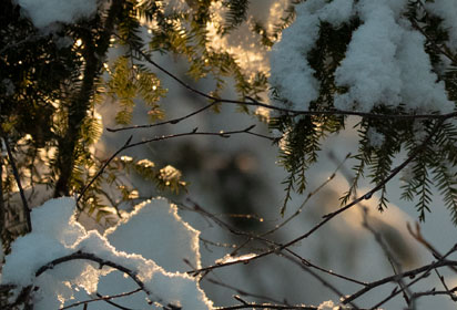 Photographie d'une forêt ensoleillée en hiver, aux conifères couverts de neige.