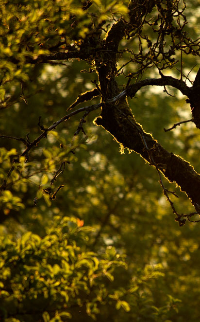 Photographie de la silhouette de branches tortueuses avec des arbres feuillus en arrière-plan.