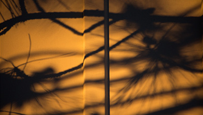 Scene from the video showing the shadow of pine branches on the house's exterior wall.